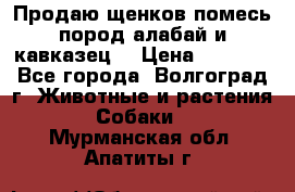 Продаю щенков помесь пород алабай и кавказец. › Цена ­ 1 500 - Все города, Волгоград г. Животные и растения » Собаки   . Мурманская обл.,Апатиты г.